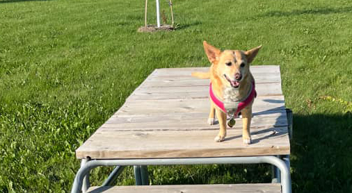 Arabella Enjoying the deck cropped more.jpg