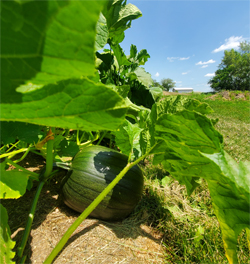 Pumpkin Community Garden for blog.jpg