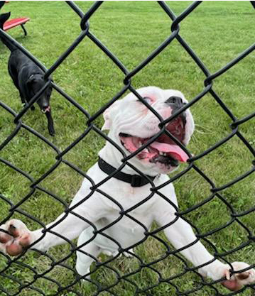 Canines Enjoying New Hames Dog Park!