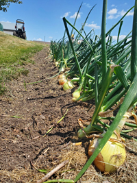 Row of Onions Community Garden blog.jpg